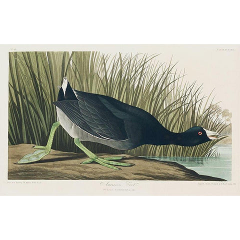 American Coot Black Modern Wood Framed Art Print with Double Matting by Audubon, John James