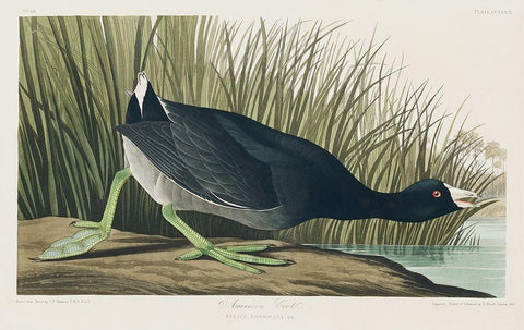 American Coot Black Ornate Wood Framed Art Print with Double Matting by Audubon, John James