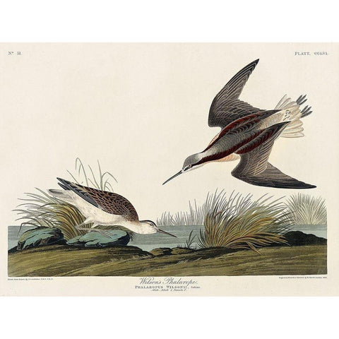 Wilsons Phalarope Gold Ornate Wood Framed Art Print with Double Matting by Audubon, John James