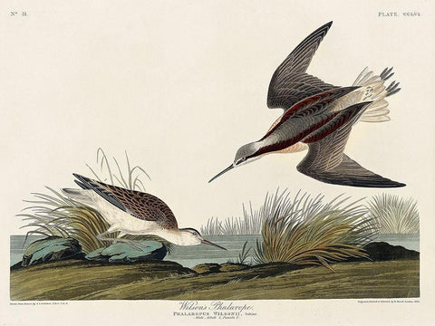 Wilsons Phalarope Black Ornate Wood Framed Art Print with Double Matting by Audubon, John James