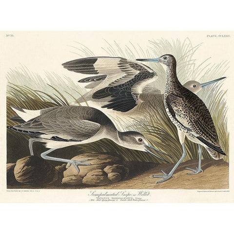 Semipalmated Snipe or Willet Black Modern Wood Framed Art Print with Double Matting by Audubon, John James