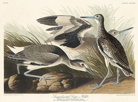 Semipalmated Snipe or Willet White Modern Wood Framed Art Print with Double Matting by Audubon, John James