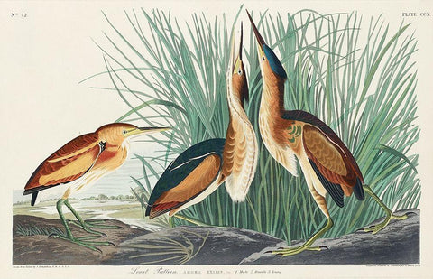 Least Bittern Black Ornate Wood Framed Art Print with Double Matting by Audubon, John James