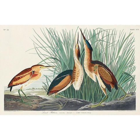 Least Bittern Gold Ornate Wood Framed Art Print with Double Matting by Audubon, John James