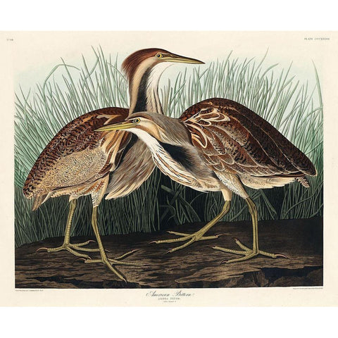 American Bittern Black Modern Wood Framed Art Print with Double Matting by Audubon, John James