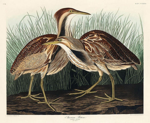 American Bittern White Modern Wood Framed Art Print with Double Matting by Audubon, John James