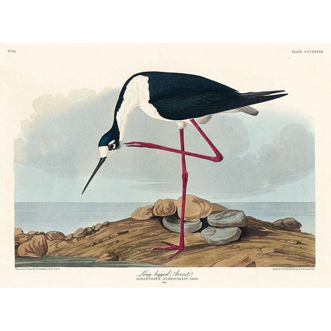 Long-legged Avocet Black Modern Wood Framed Art Print with Double Matting by Audubon, John James