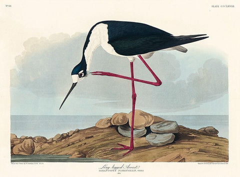 Long-legged Avocet Black Ornate Wood Framed Art Print with Double Matting by Audubon, John James