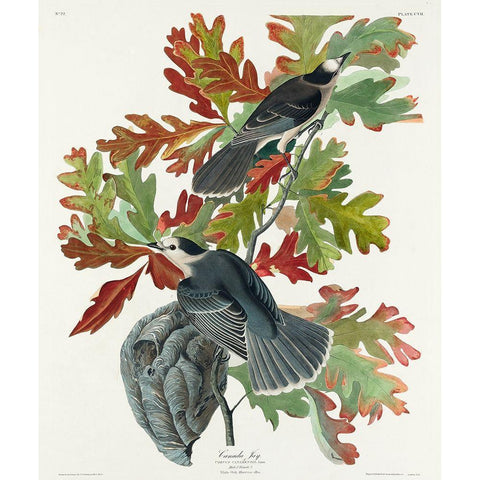 Canada JayÂ  White Modern Wood Framed Art Print by Audubon, John James