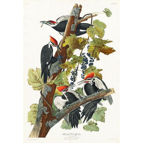 Pileated Woodpecker Black Modern Wood Framed Art Print with Double Matting by Audubon, John James