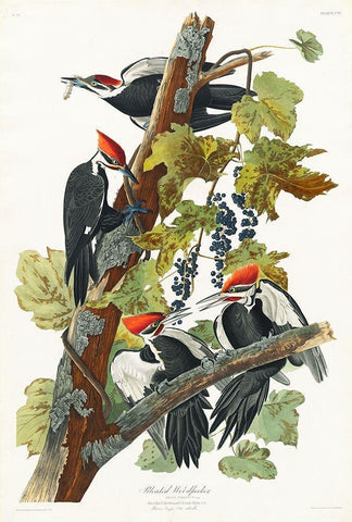 Pileated Woodpecker White Modern Wood Framed Art Print with Double Matting by Audubon, John James