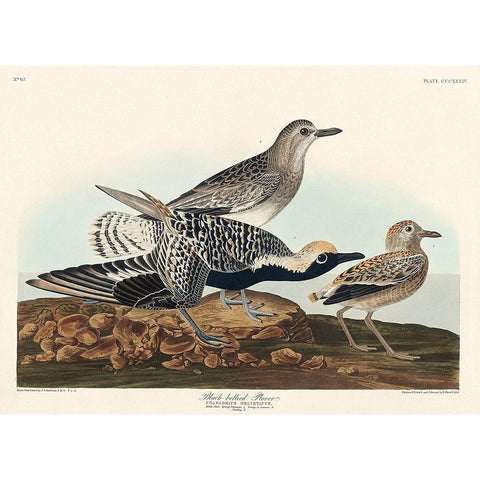 Black-bellied Plover Black Modern Wood Framed Art Print with Double Matting by Audubon, John James