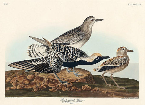 Black-bellied Plover White Modern Wood Framed Art Print with Double Matting by Audubon, John James