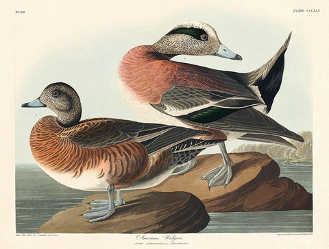 American Widgeon Black Ornate Wood Framed Art Print with Double Matting by Audubon, John James