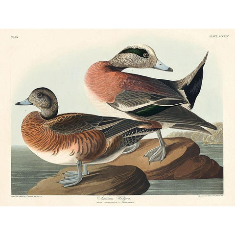 American Widgeon White Modern Wood Framed Art Print by Audubon, John James