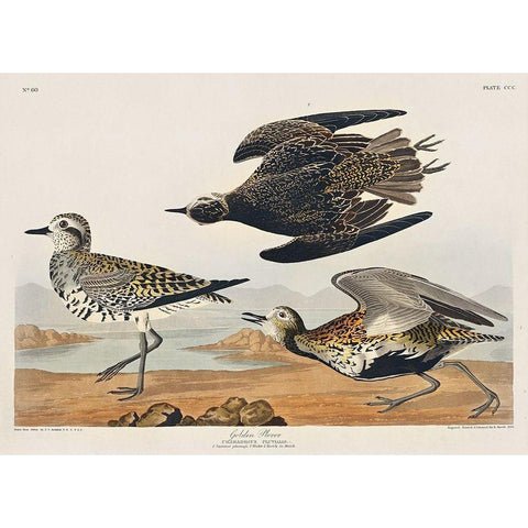 Golden Plover White Modern Wood Framed Art Print by Audubon, John James