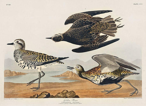 Golden Plover Black Ornate Wood Framed Art Print with Double Matting by Audubon, John James