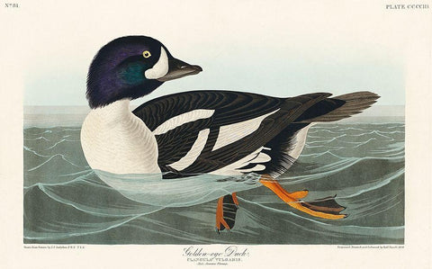 Golden-eye Duck White Modern Wood Framed Art Print with Double Matting by Audubon, John James