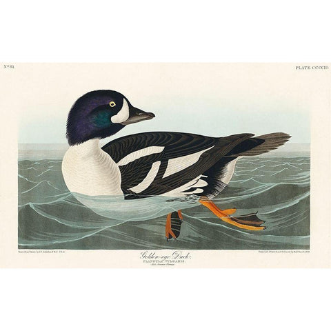 Golden-eye Duck Black Modern Wood Framed Art Print with Double Matting by Audubon, John James