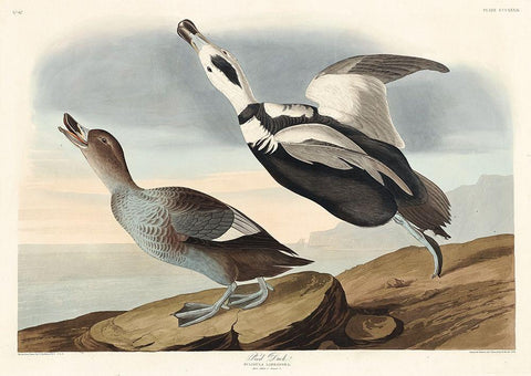 Pied Duck Black Ornate Wood Framed Art Print with Double Matting by Audubon, John James