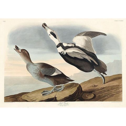 Pied Duck White Modern Wood Framed Art Print by Audubon, John James