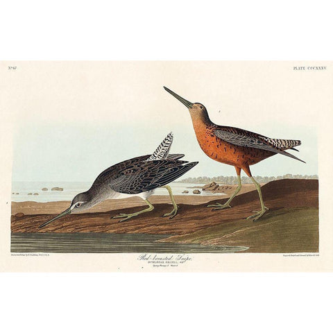 Red-breasted Snipe Gold Ornate Wood Framed Art Print with Double Matting by Audubon, John James
