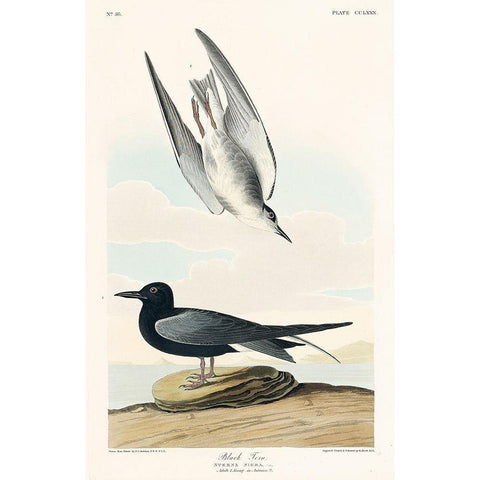 Black Tern Gold Ornate Wood Framed Art Print with Double Matting by Audubon, John James