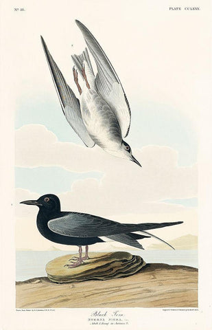 Black Tern Black Ornate Wood Framed Art Print with Double Matting by Audubon, John James