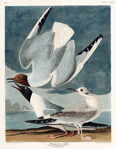 Bonapartian Gull Black Ornate Wood Framed Art Print with Double Matting by Audubon, John James