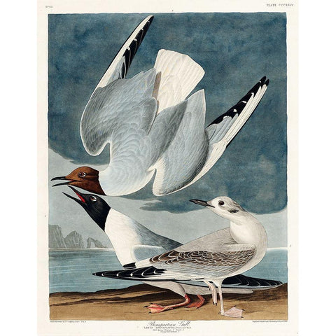 Bonapartian Gull Gold Ornate Wood Framed Art Print with Double Matting by Audubon, John James