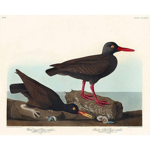 White-legged Oyster-catcher, or Slender-billed Oyster-catcher Black Modern Wood Framed Art Print with Double Matting by Audubon, John James