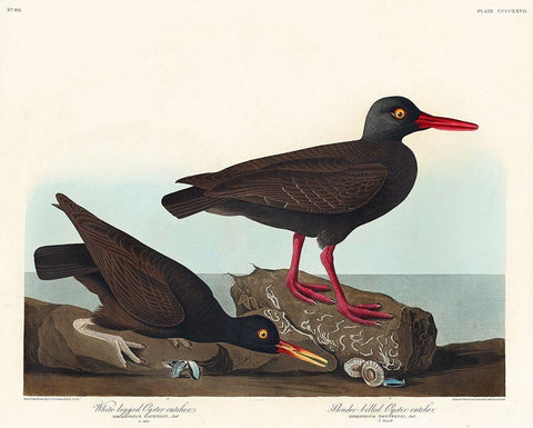 White-legged Oyster-catcher, or Slender-billed Oyster-catcher White Modern Wood Framed Art Print with Double Matting by Audubon, John James