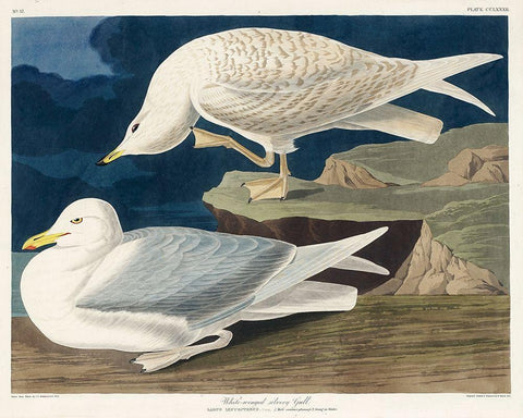 White-winged silvery Gull White Modern Wood Framed Art Print with Double Matting by Audubon, John James