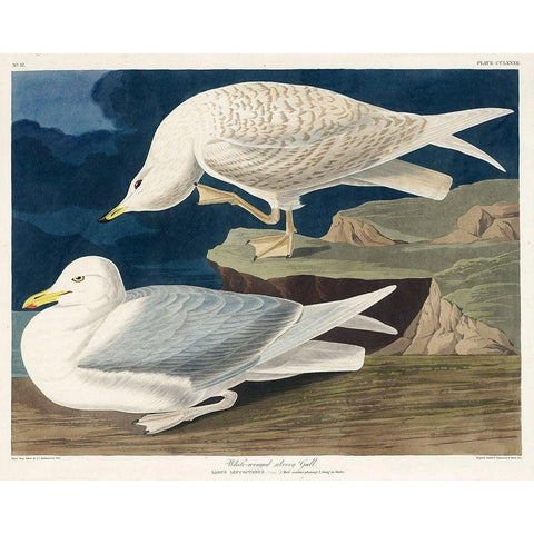 White-winged silvery Gull White Modern Wood Framed Art Print by Audubon, John James