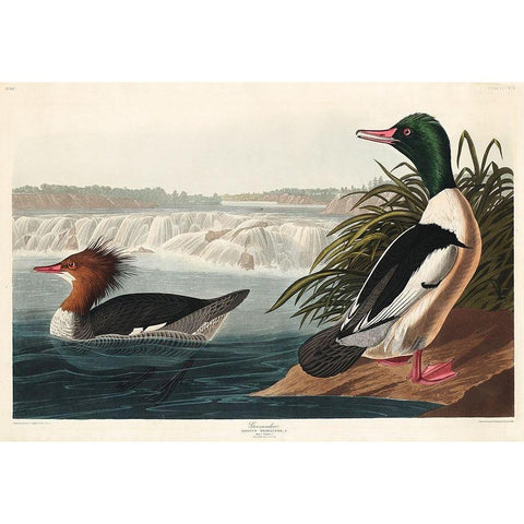 Goosander Gold Ornate Wood Framed Art Print with Double Matting by Audubon, John James