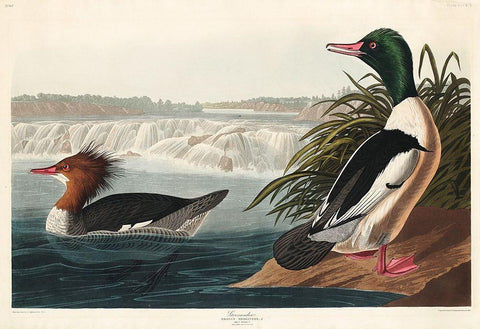 Goosander Black Ornate Wood Framed Art Print with Double Matting by Audubon, John James