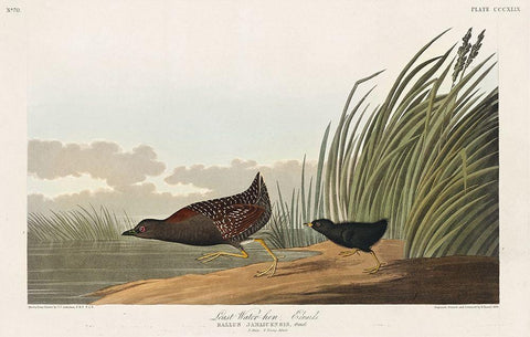 Least Water-hen Black Ornate Wood Framed Art Print with Double Matting by Audubon, John James