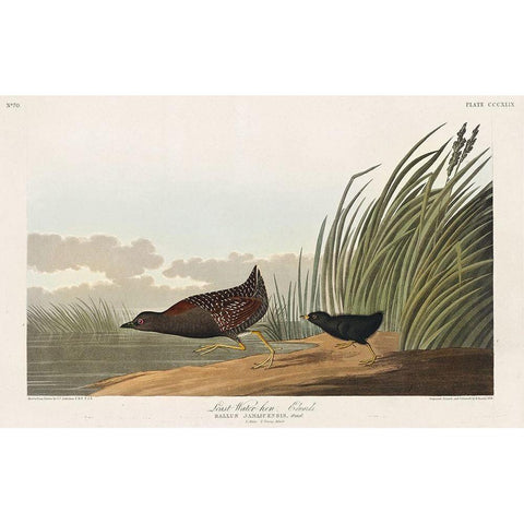 Least Water-hen Gold Ornate Wood Framed Art Print with Double Matting by Audubon, John James