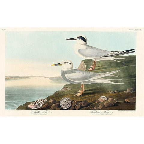 Havells Tern and Trudeaus TernÂ  Gold Ornate Wood Framed Art Print with Double Matting by Audubon, John James