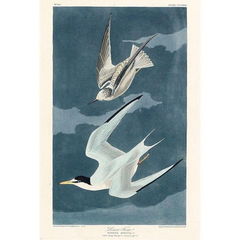 Lesser Tern Gold Ornate Wood Framed Art Print with Double Matting by Audubon, John James