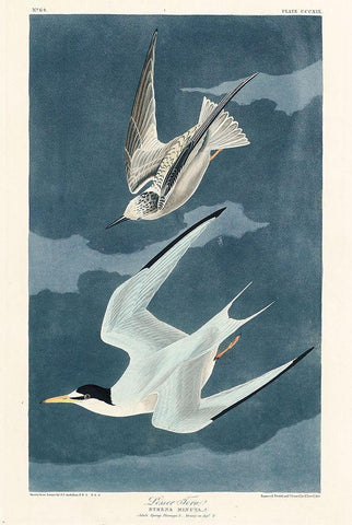 Lesser Tern Black Ornate Wood Framed Art Print with Double Matting by Audubon, John James