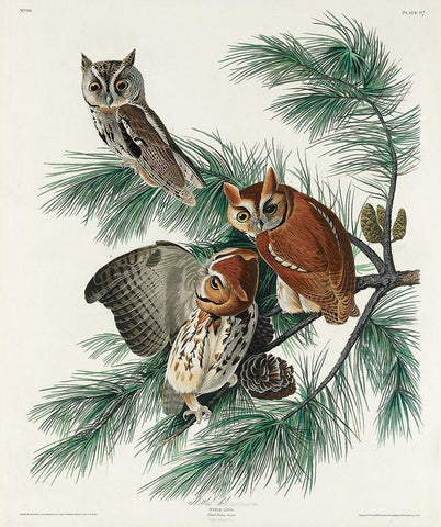 Little Screech Owl White Modern Wood Framed Art Print with Double Matting by Audubon, John James