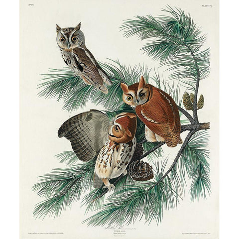 Little Screech Owl Gold Ornate Wood Framed Art Print with Double Matting by Audubon, John James