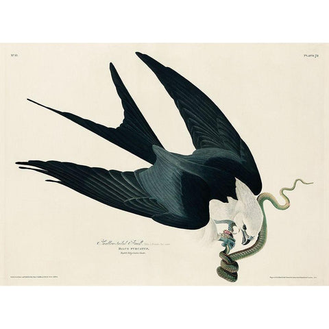 Swallow-tailed Hawk Black Modern Wood Framed Art Print with Double Matting by Audubon, John James