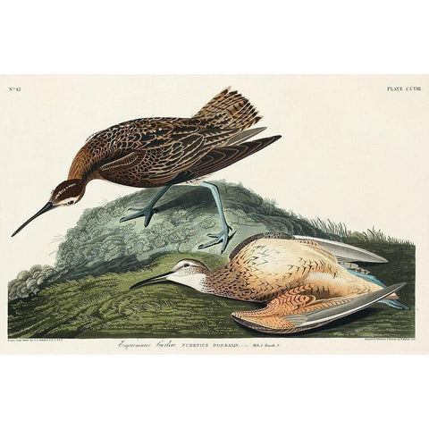 Esquimaux Curlew Black Modern Wood Framed Art Print with Double Matting by Audubon, John James