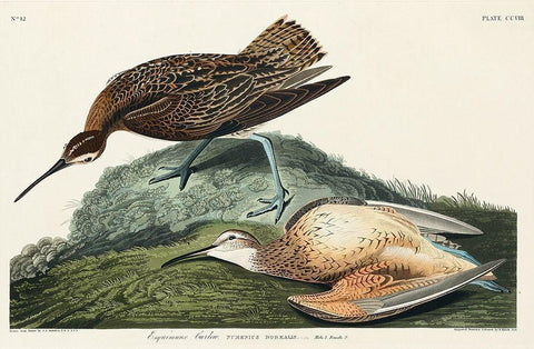 Esquimaux Curlew Black Ornate Wood Framed Art Print with Double Matting by Audubon, John James