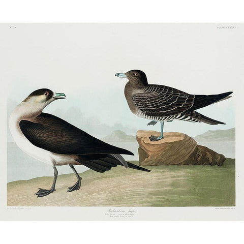 Richardsons JagerÂ  Black Modern Wood Framed Art Print with Double Matting by Audubon, John James