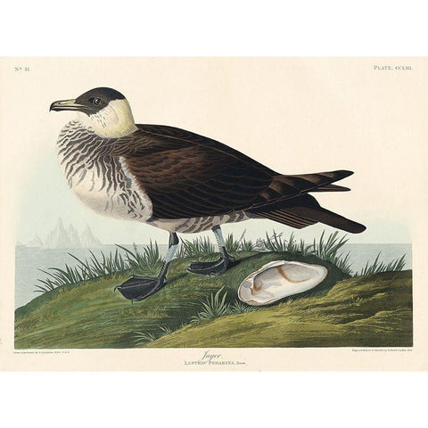 Jager White Modern Wood Framed Art Print by Audubon, John James