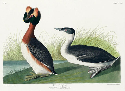 Horned Grebe Black Ornate Wood Framed Art Print with Double Matting by Audubon, John James