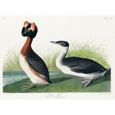 Horned Grebe Black Modern Wood Framed Art Print with Double Matting by Audubon, John James